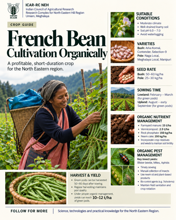 Organic French Bean Cultivation: A Profitable Pathway to Sustainable Farming in the North Eastern Hill Region