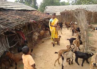 goatery-0522042014