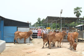 icarpatna-03-16062016.jpg