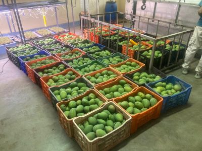 ICAR-IIHR’s Hot Water Technology to boost the export of South Indian Mangoes