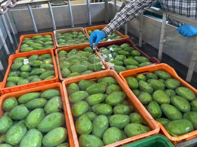 ICAR-IIHR’s Hot Water Technology to boost the export of South Indian Mangoes