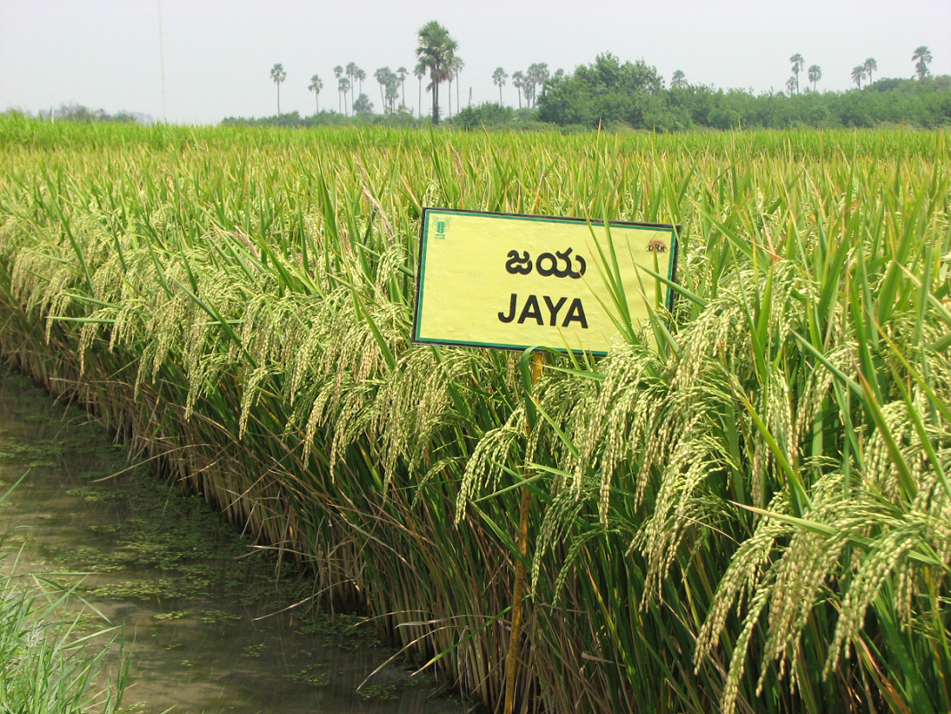 ​​ jaya