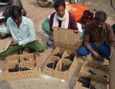 Distribution of Kadaknath Chicks and Farmer–Scientist Interaction on Poultry Rearing Organised under Farmer FIRST Programme