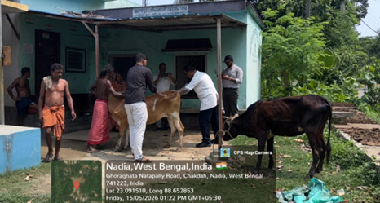 ICAR-KVK, Nadia Organises Animal Health Camps to Strengthen Livestock Productivity