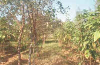 lac-cultivation2