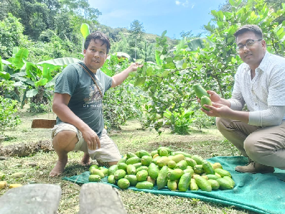 Turning an Abandoned Jhum Land into a Profitable Assam Lemon Orchard