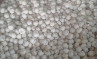makhana-04-08052019