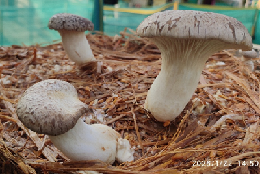 King Oyster Mushroom Successfully Cultivated