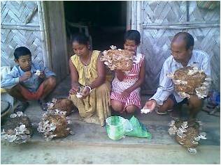 mushroom-NE-Sucess-story-01-04-2011