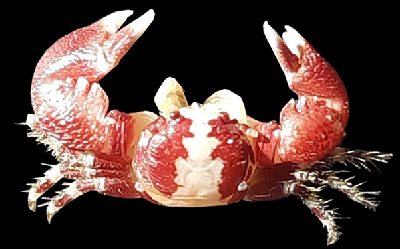 ICAR-NBFGR, Lucknow Scientists Identify Two New Marine Species, Advancing India’s Marine Biodiversity Research