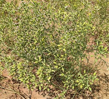 Cumin Variety