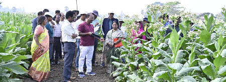 17 February 2026, Andhra Pradesh  ICAR- National Institute for Research on Commercial Agriculture, Rajahmundry organized a Germplasm Field Day today at the Black Soil Research Farm - Katheru, ICAR-NIRCA, Rajahmundry.   Dr. Sheshu Madhav, Director, ICAR-NIRCA, emphasized the critical role of germplasm in the conservation, evaluation, and utilization of commercial crops. He highlighted the significance of employing germplasm in targeted breeding programs to address the emerging challenges faced by farmers and to meet the requirements of stakeholders within the value-chain system of commercial crops. Furthermore, he advocated for the alignment of future research initiatives with the Institute's newly established mandates.  Dr. K. Sarala, Head, Division of Crop Improvement, provided an overview of the germplasm activities currently being conducted at the Katheru Farm and mentioned that Germplasm field day will creat awareness of tobacco germplasm among the reserachers for its effective utilisation.  The participants were taken on a field visit to observe the tobacco germplasm, which included 28 different types representing FCV, non-FCV, and wild Nicotiana species, along with an explanation of their unique characteristics. Detailed information was also provided on the chilli and ashwagandha germplasm maintained at the farm. Additionally, the seed production plots of released varieties were showcased, and their distinct traits were explained.  More than 2,500 germplasm accessions were showcased, including 2,100 accessions of Tobacco, 380 accessions of Ashwagandha, and 65 accessions of chilli at the BSRA Farm.   Participants had the opportunity to observe the diverse morphological traits of germplasm of tobacco, chilli and aswagandha. Descisions were taken to utilize the available genetic diversity in different areas of commercial agriculture.  The event witnessed the participation of around 50 attendees, including Scientists, Technical Officers and Technicians.  (Source: ICAR- National Institute for Research on Commercial Agriculture, Rajahmundry, Andhra Pradesh)
