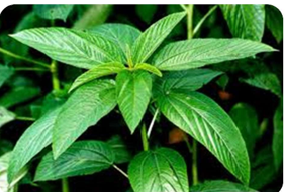 From Jute Leaves to Rural Wealth: The Amata Moroheiya Infusion Story