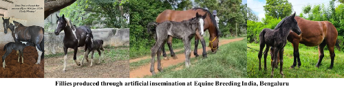 Shri Navaneet and Equine Breeding India: From ICAR–NRCE Innovation to Field-Level Success
