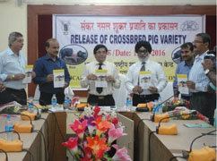 nrcpig-0124102016.jpg