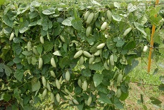 parwal-05-19102020