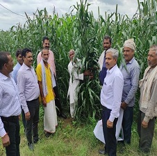 उच्च उपज तथा आय प्राप्त करने के लिए खड़े बाजरे में रिज फरो के साथ लेजर लेवलिंग