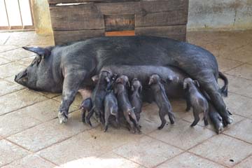 pig-01-04082014