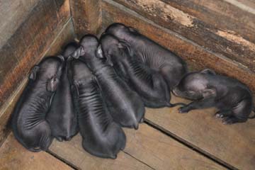 pig-02-04082014