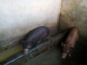 pig-02-23052014