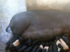 piglets-ss-04-2018