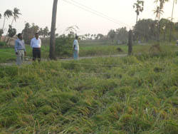 rice-news-18-01-2012