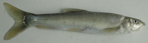 s.richardsonii-s