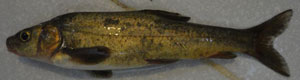 schizothorax-niger-s
