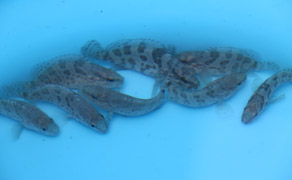 seedsofgrouper