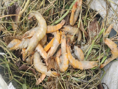 ICAR-CIFRI, Barrackpore Organises Disease Surveillance Following Whiteleg Shrimp Mortality in Purba Medinipur