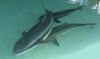 small_Spawning_behaviour_inside_the_spawning_tank