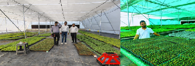 Grafted Vegetable Production: A Success Story of Entrepreneurship Development