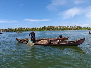 ICAR-CMFRI’s Intervention Revives Short-Neck Clam Stocks in Kerala’s Ashtamudi Lake
