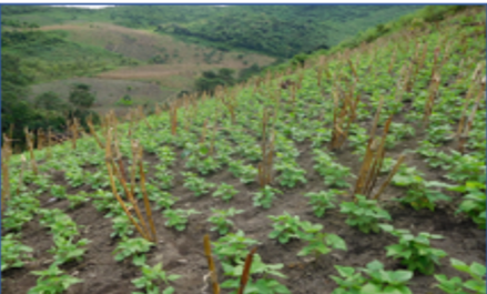 The Inspiring Journey of Gloria Sangtam in Natural Farming