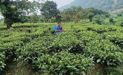 Rooted in Nature, Rising with Resilience: A Farmer’s Journey Towards Natural Farming in Nagaland