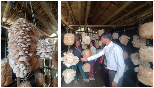 From Unemployment to Enterprise: Shengzii SHG’s Mushroom Cultivation Success Story