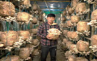 From Jhum to Mushroom: How Oyster Mushroom Farming is Transforming Livelihoods in Longleng