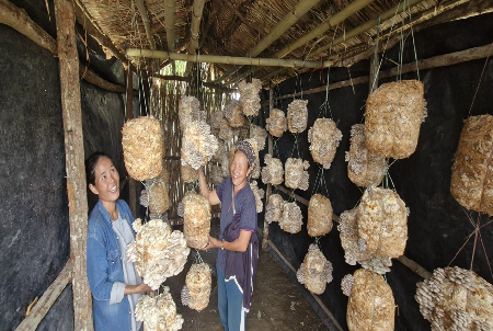 From Unemployment to Enterprise: Shengzii SHG’s Mushroom Cultivation Success Story