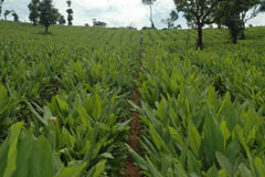 ss-26-11-2012-4