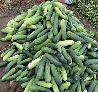 sskvkbishnupur-01