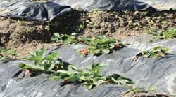 strawberry-6
