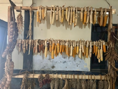 Sowing Tradition, Reaping Resilience: The Women-Led Seed Bank of Chizami, Phek, Nagaland