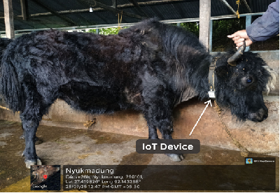 ICAR–NRC on Yak and Assam Don Bosco University Scientists Develops IoT-Based Smart Health Monitoring, Stress Prediction and Geo-Fencing System for Yaks