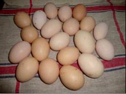 sucess-story-Backyard-PoultryEGG