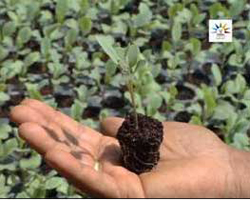 sucess-story-Quality-Seedlings1_0.jpg