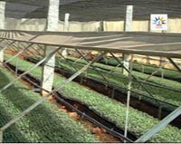 sucess-story-Quality-Seedlings2_0.jpg 