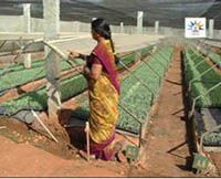 sucess-story-Quality-Seedlings5_0.jpg 