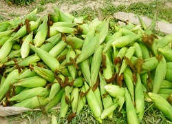 swwetcorn-01