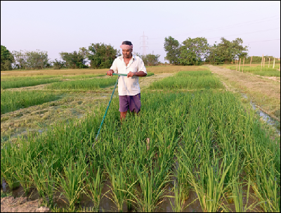 Technology: Modified SRI method for enhancing the water productivity of rice