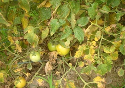 tomato-010-28112018